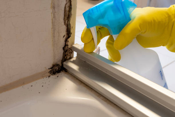Best Attic Mold Removal  in Slater Marietta, SC
