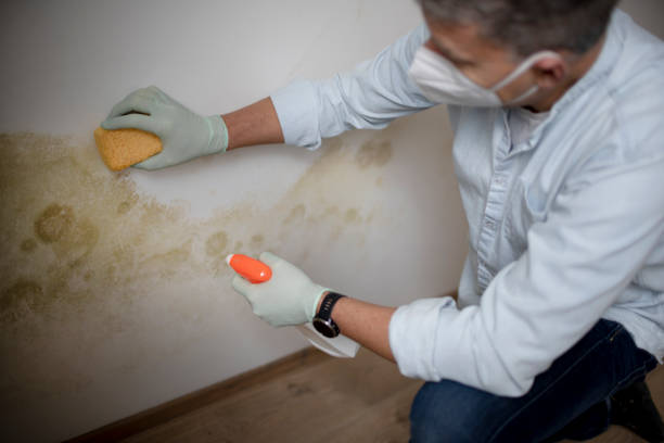 Best Crawl Space Mold Removal  in Slater Marietta, SC