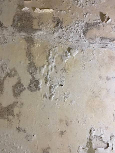 Slater Marietta, SC Mold Removal Company