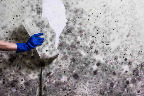 Best Professional Mold Removal  in Slater Marietta, SC